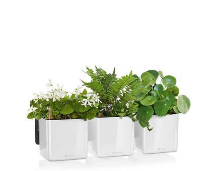 Green Wall Home Kit Glossy