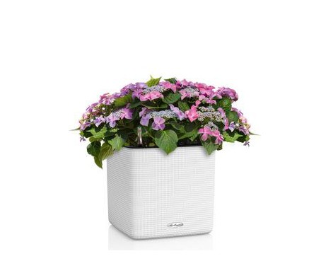 CUBE LS Color 35