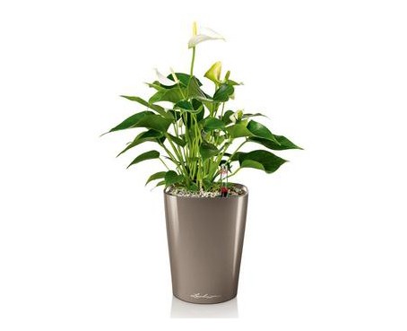 DELTINI